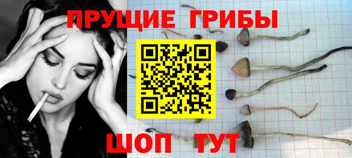 Галлюциногенные грибы Psilocybine cubensis Заинск